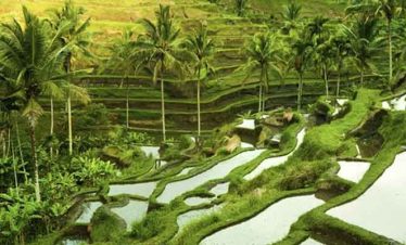 UBUD TOURS Itinerary